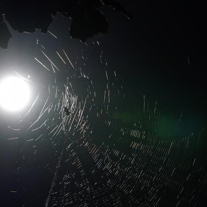 Joro spiders are back in the news. Here's what the experts really think about them